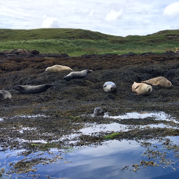 Seals at Dunvegan Castle
